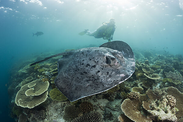 Diver and Blotched Fantail Stingray