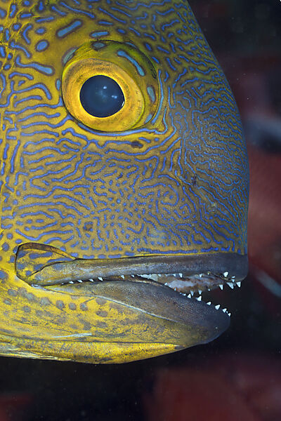 Black and White Snapper