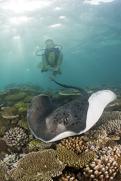 Blackspotted Stingray and Diver