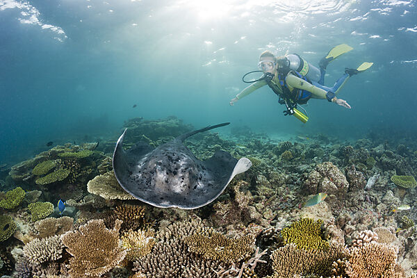 Blackspotted Stingray and Diver