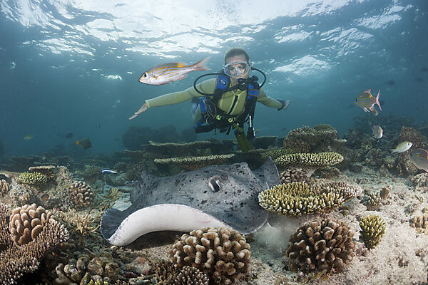 Blackspotted Stingray and Diver