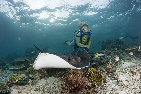 Blackspotted Stingray and Diver