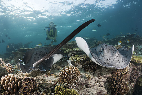 Blackspotted Stingray and Diver