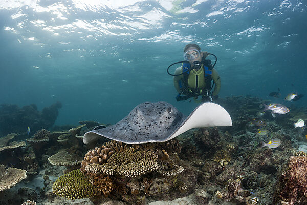 Blackspotted Stingray and Diver