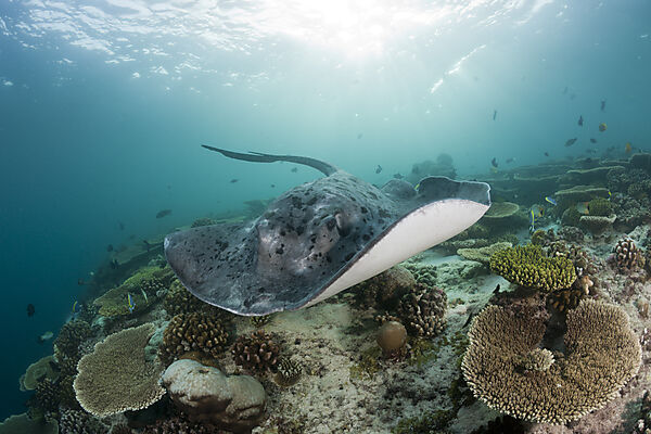 Blackspotted Stingray