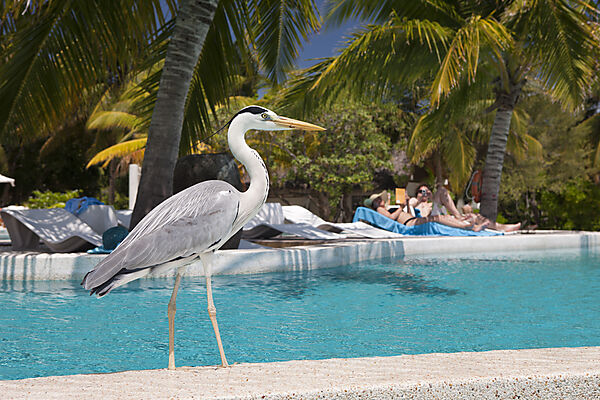 Tagreiher am Pool der Malediveninsel Kandooma