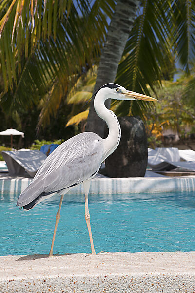 Tagreiher am Pool der Malediveninsel Kandooma