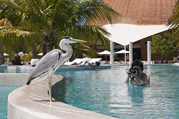 Graureiher am Pool der Malediveninsel Kandooma