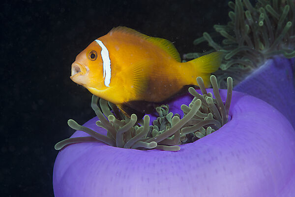 Malediven-Anemonenfisch in Prachtanemone