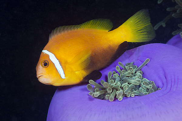 Malediven-Anemonenfisch in Prachtanemone
