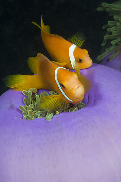 Malediven-Anemonenfische in Prachtanemone