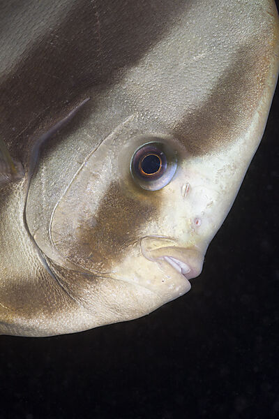 Portrait Langflossen-Fledermausfisch