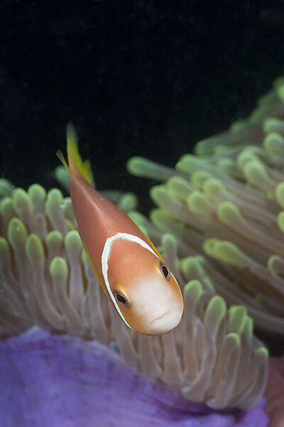 Malediven-Anemonenfisch in Prachtanemone