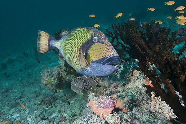 Gruener Riesendrueckerfisch