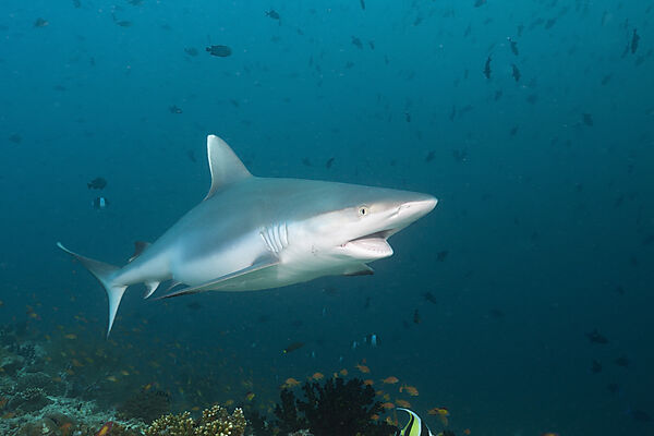 Grey Reef Shark