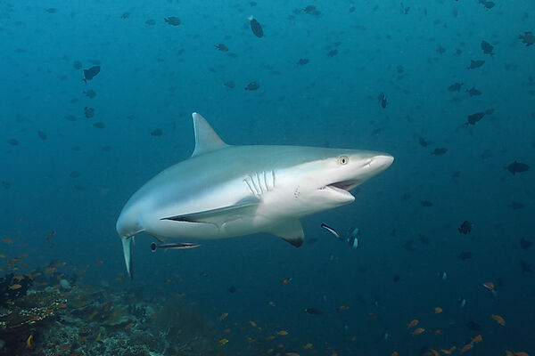 Grey Reef Shark
