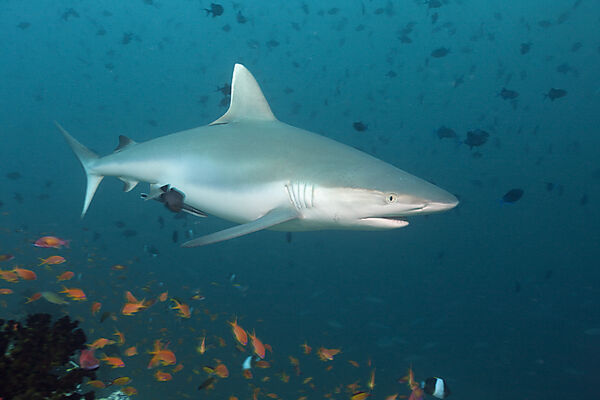 Grey Reef Shark