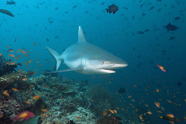 Grey Reef Shark