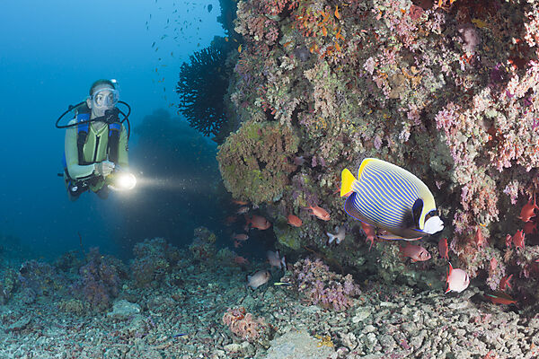 Imperator Kaiserfisch und Taucher