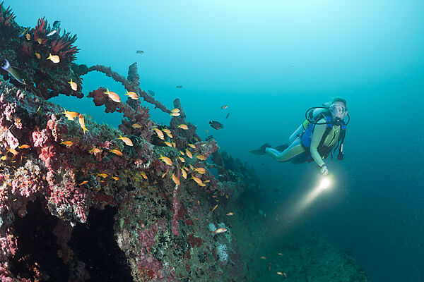 Anthias at Kuda Giri Wreck