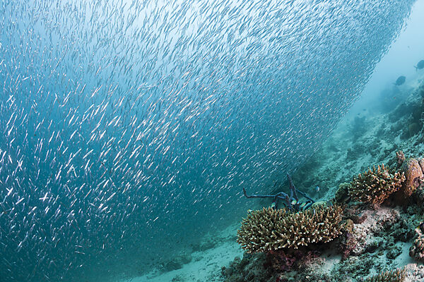 Sardine Fusiliers over Coral Reef