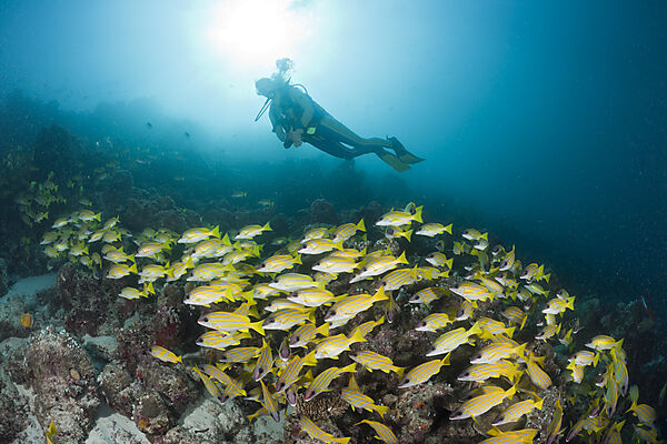Shoal of Bluestripe Snapper and Diver