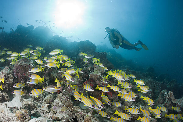 Shoal of Bluestripe Snapper and Diver