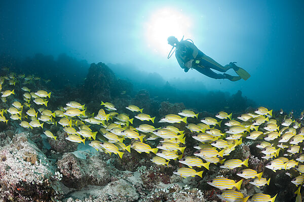 Shoal of Bluestripe Snapper and Diver