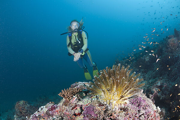 Scuba diver and Crinoid