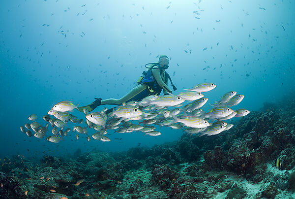 Diver and Glowspot Emperor