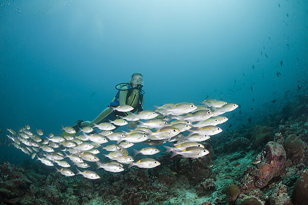 Glowspot Emperor and Diver