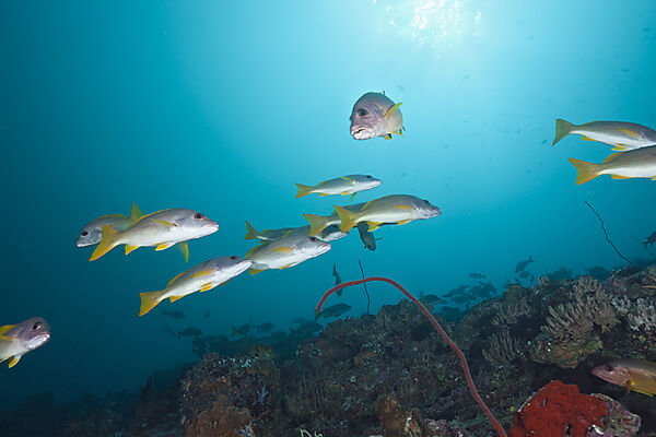 One-spot Snapper over Reef