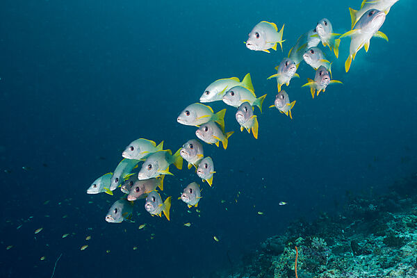 One-spot Snapper Schooling