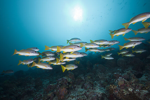 Shoal of One-spot Snapper