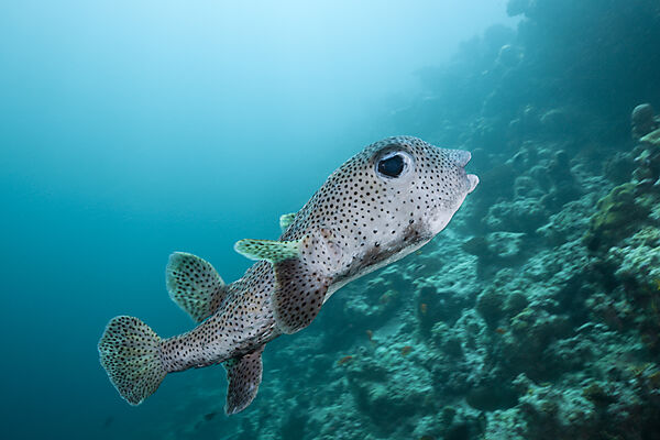Gepunkteter Igelfisch