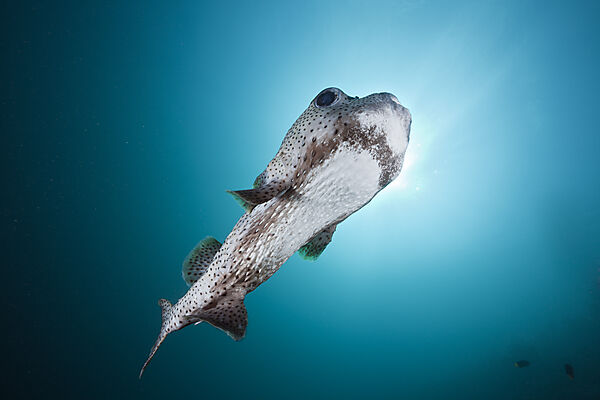 Gepunkteter Igelfisch
