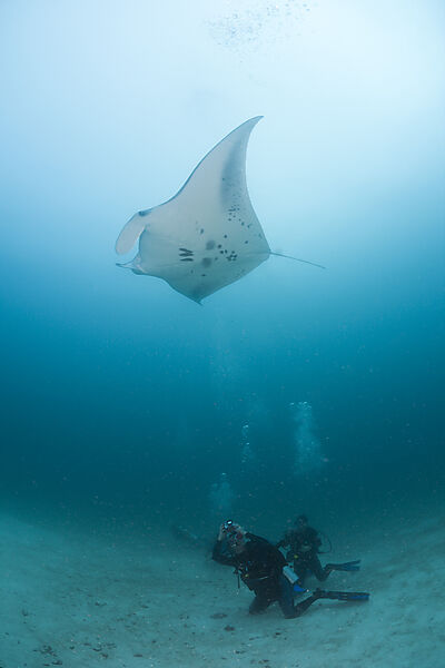 Diver watching Manta Ray
