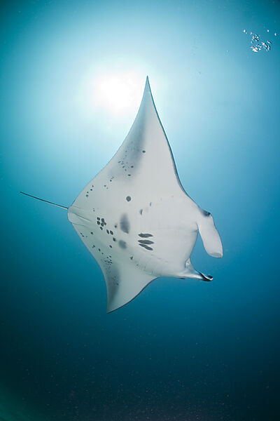 Manta Ray