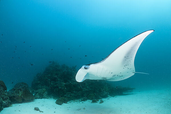 Manta Ray