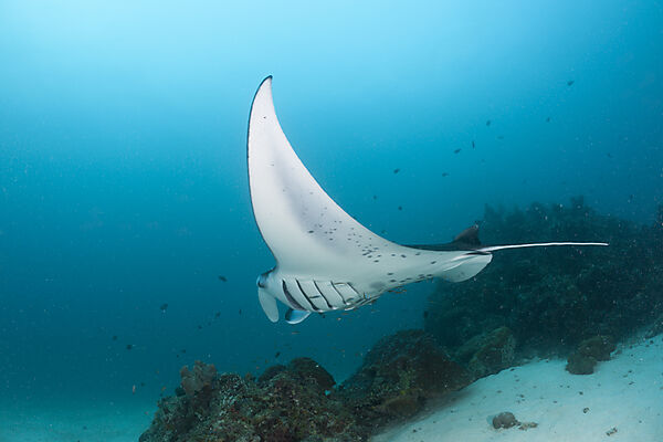 Manta Ray