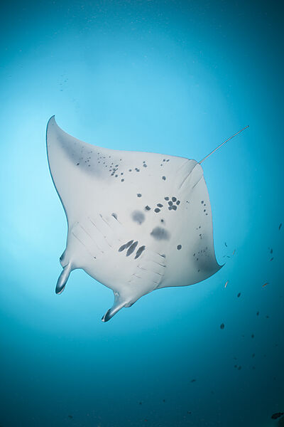 Manta Ray