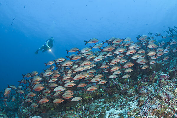 Humpback Snapper and Diver