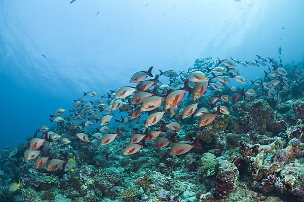 Shoal of Humpback Snapper