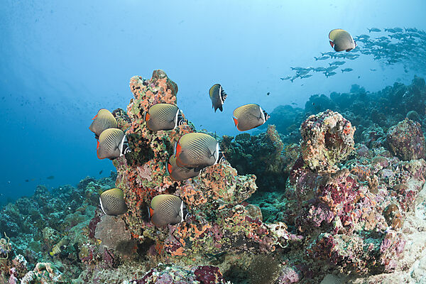 Collared Butterflyfishes in Coral Reef