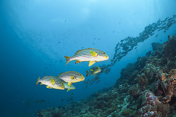 Oriental Sweetlips in Coral Reef