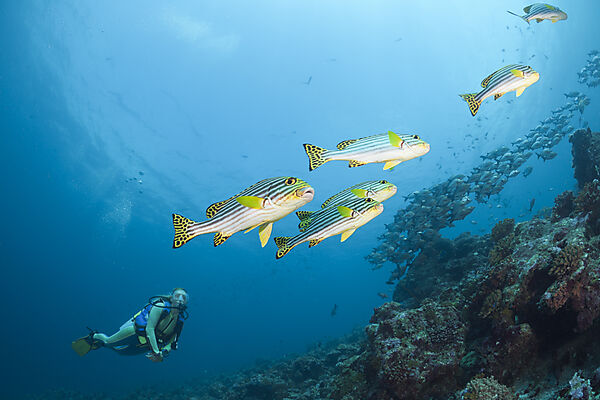 Oriental Sweetlips and Diver