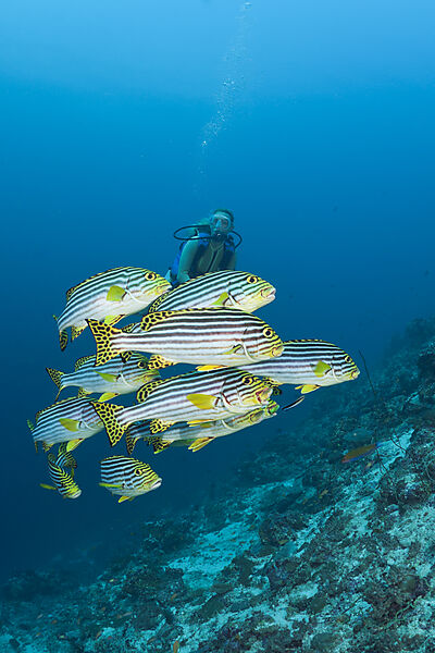 Oriental Sweetlips and Diver