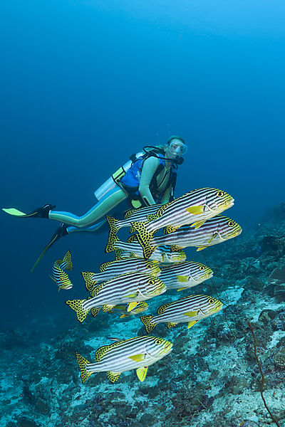 Oriental Sweetlips and Diver
