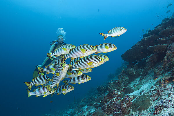 Oriental Sweetlips and Diver