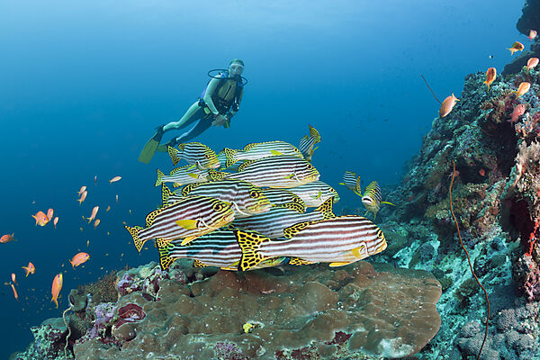 Oriental Sweetlips and Diver